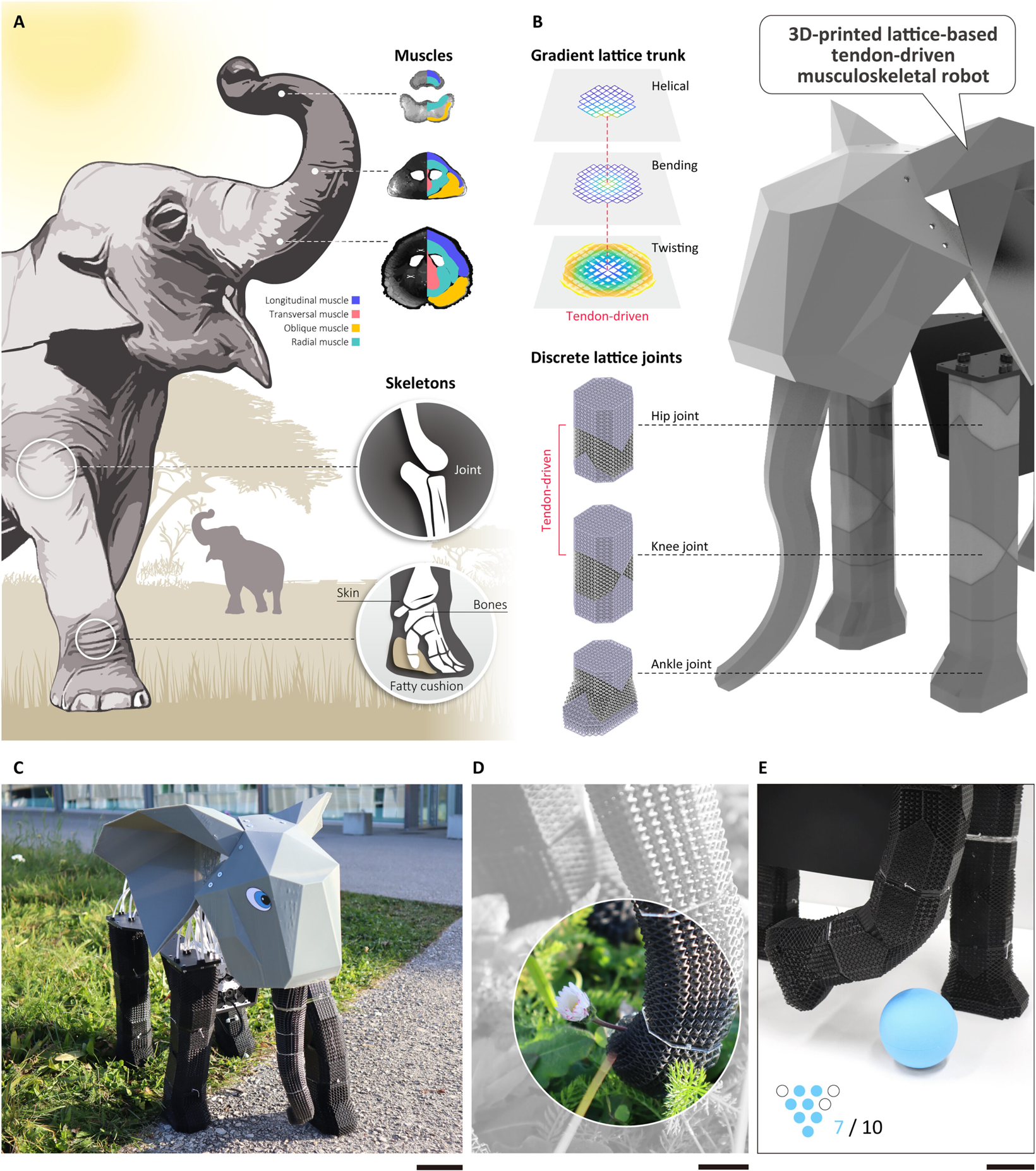 EPFL Develops Innovative Lattice Structure for Bio-Inspired Robots